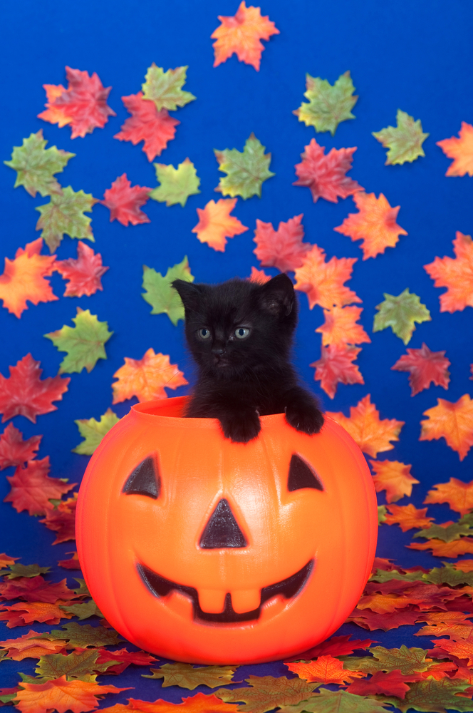 Cats and pumpkins