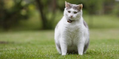 How to Determine If Your Cat Is Overweight
