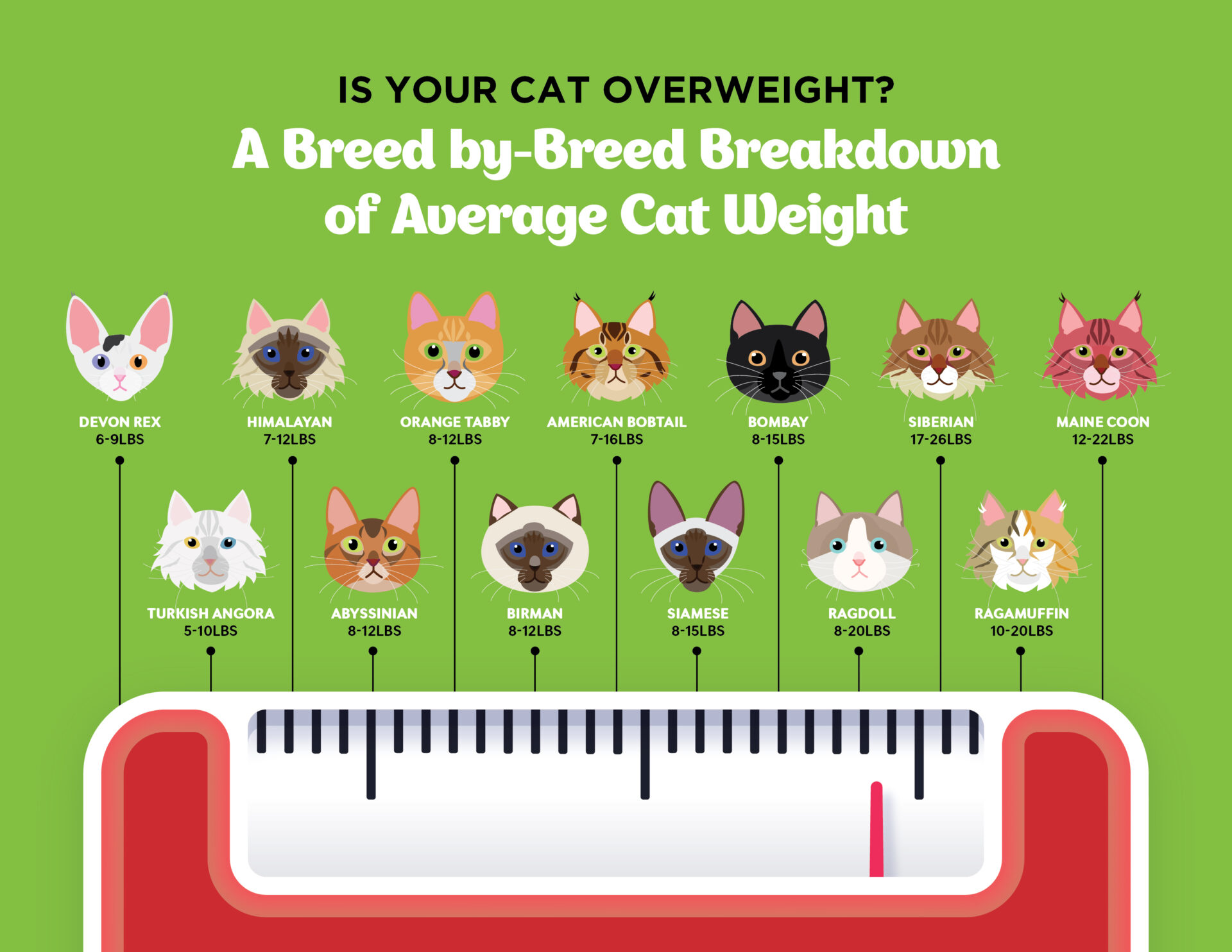 Average Cat Weight Chart by Breed 