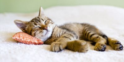 10 Ways to Keep your Cat Happy and Healthy