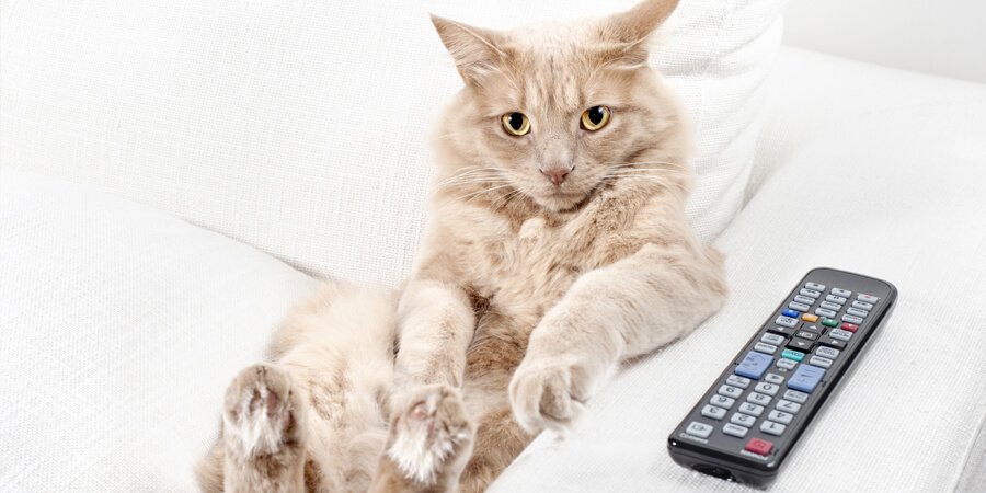 5 Fun Ways to Entertain Your Indoor Cat While You're at Work