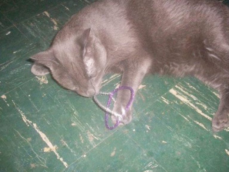 The 10 Best Homemade Cat Toys Your Cat Will Love