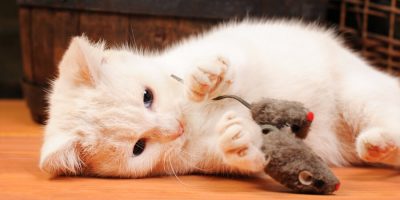 The 10 Best Homemade Cat Toys