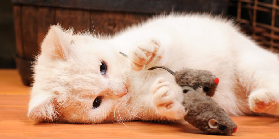 The 10 Best Homemade Cat Toys Your