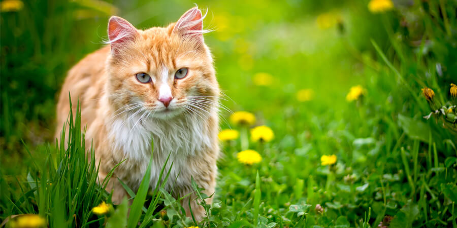 7 Ways to Keep Your Outdoor Cat Safe