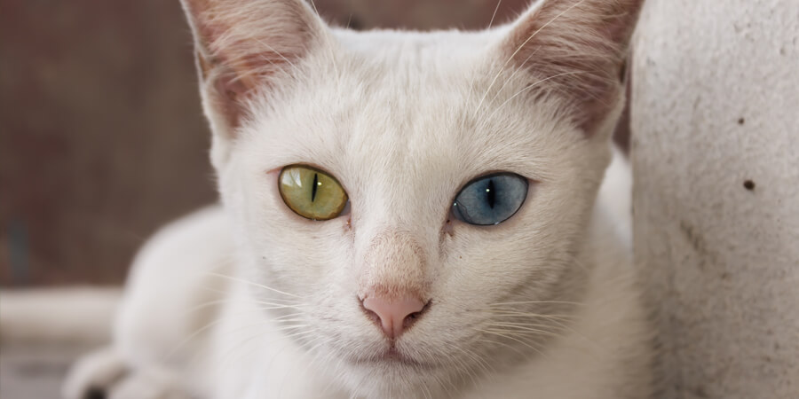 7 Unique-Looking Cat Breeds