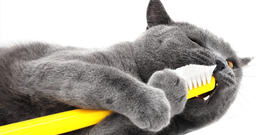 Do You Need To Brush Your Cat's Teeth?