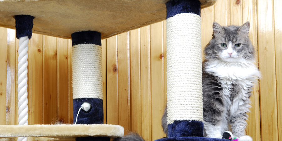 How to Create a Cat-Friendly Room in Your House