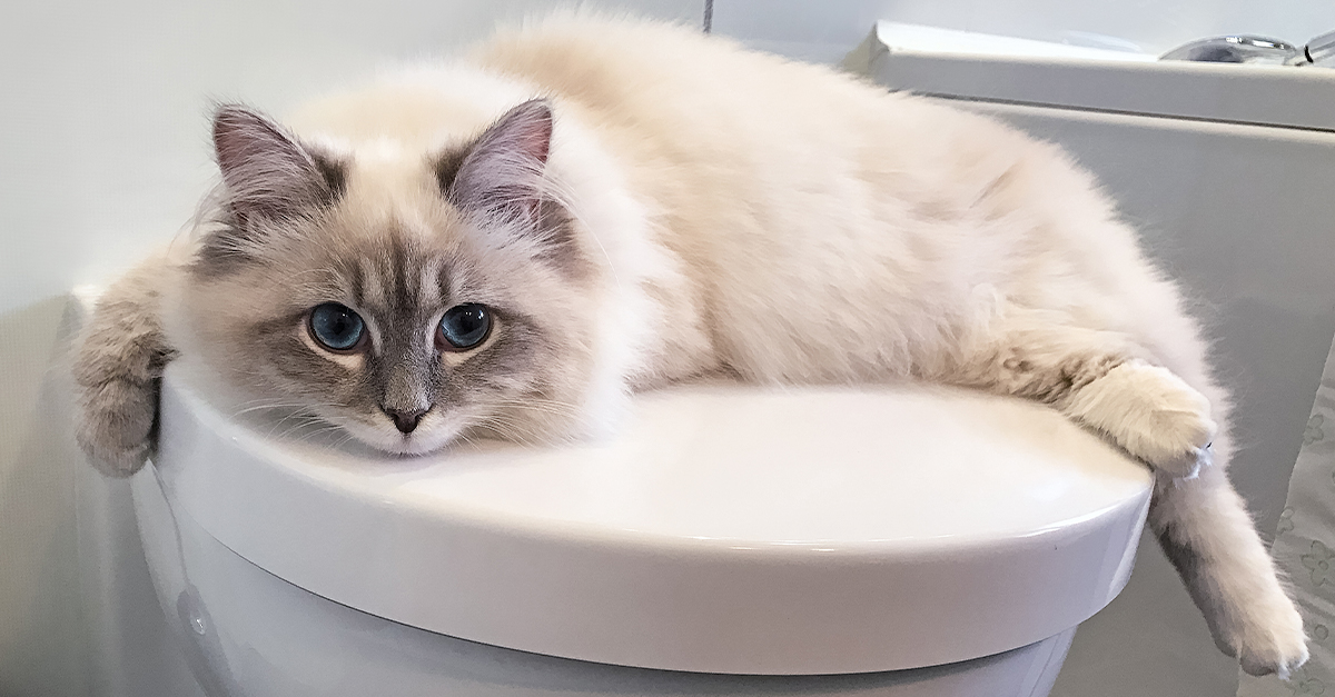 Can You Flush Cat Poo or Litter Down the Toilet?