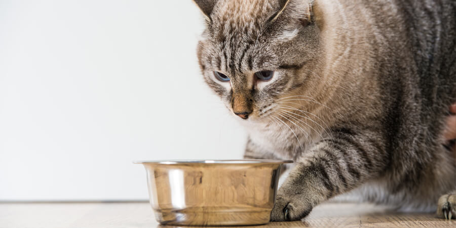 5 Tricks to Help Your Cat Lose Weight