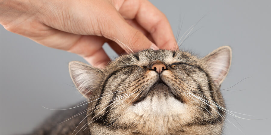 Why Do Cats Purr When You Pet Them?