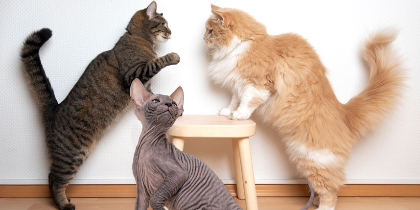 Long-haired, Short-haired, or Hairless? Cat Hair Length Questions to  Consider -