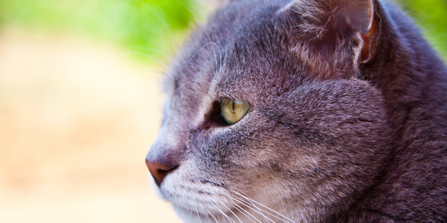 Dealing With The Two Most Common Diseases in Older Cats