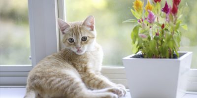 5 Tips for a Clean, Cat-Friendly Home This Spring