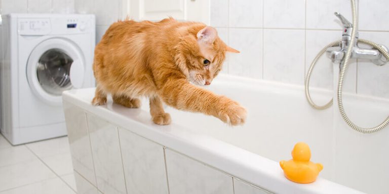How to Give Your Cat a Bath | A Step-by-Step Guide to Bathing