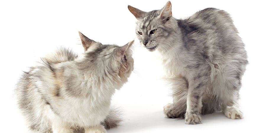 Cat Aggression: Fighting, Biting, and Attacking