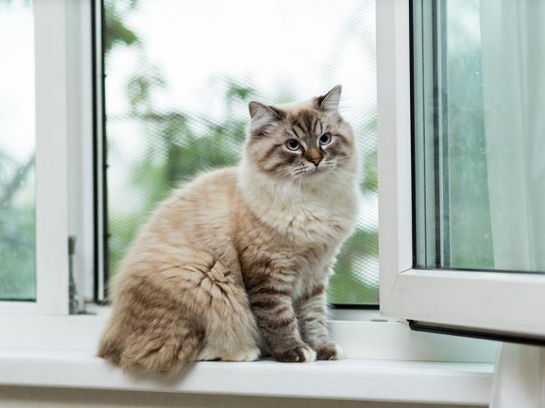 Five Ways to Get Rid of Cat Fleas—Naturally