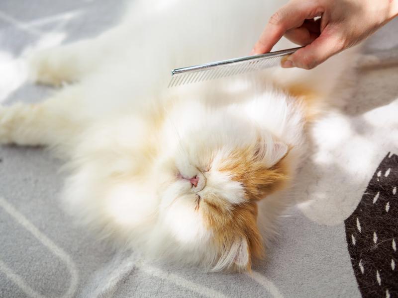 Five Ways to Get Rid of Cat Fleas—Naturally