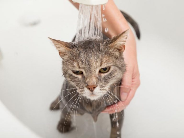 Five Ways to Get Rid of Cat Fleas—Naturally