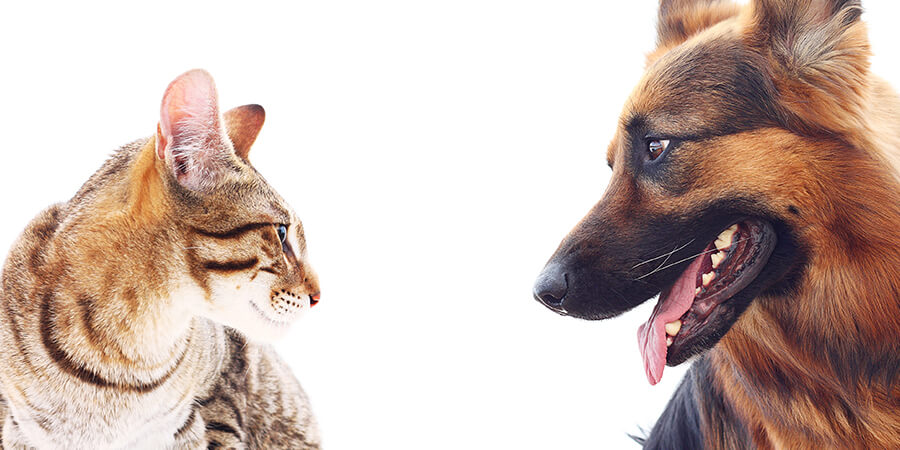 Introducing Your Cat to a New Dog: A Step-by-Step Guide