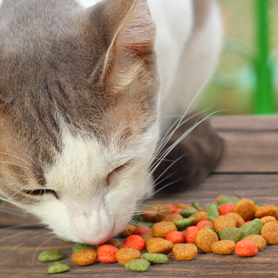 Create a Feline-Friendly Thanksgiving Feast