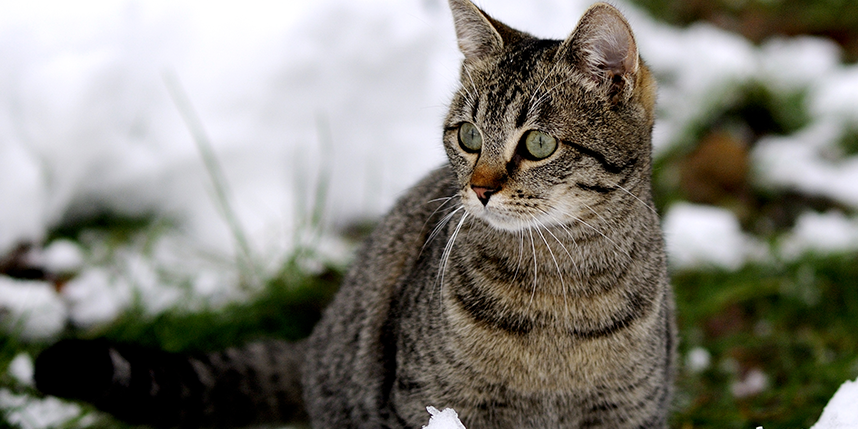 how to build a feral cat shelter. *make sure you are using straw