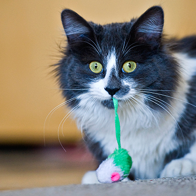 Cats Show Emotion by Bringing You Gifts