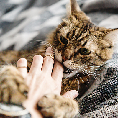 Cats Show Emotion by Playful Nibbling