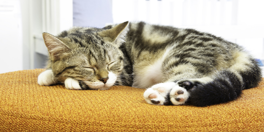 Why Do Cats Sleep So Much?