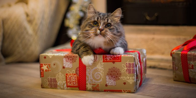 6 Ways to Help Your Cat Cope With Holiday Stress - Reducing Cat Stress During Holiday Events