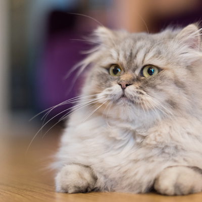 Senior and special needs cats may be a better alternative to a kitten