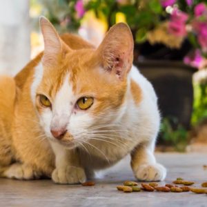 Feeding a Stray Cat