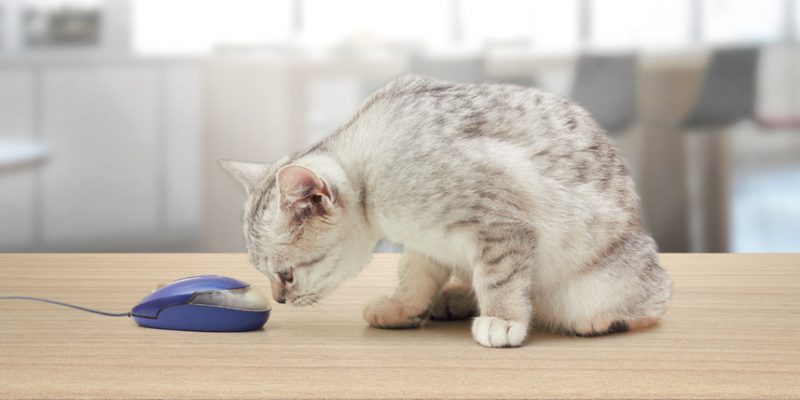 Cat on desk sniffing computer mouse