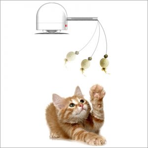 cat playing with hanging toy