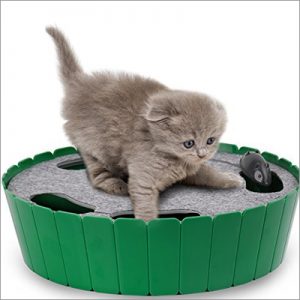 kitten sitting on green toy