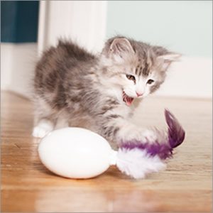 Cat playing with toy