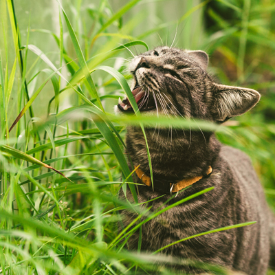 Curated visual reference: Gallery Detail: Seriously Strange Cat Behaviors Explained World S Best Cat Litter