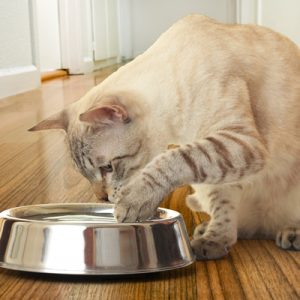 cat pawing at water in a dish