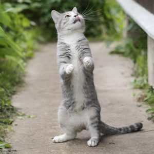 gray and white cat standing on hind legs