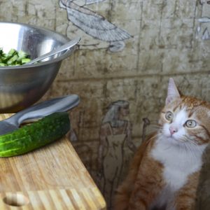 cat starring at a cucumber on a table top