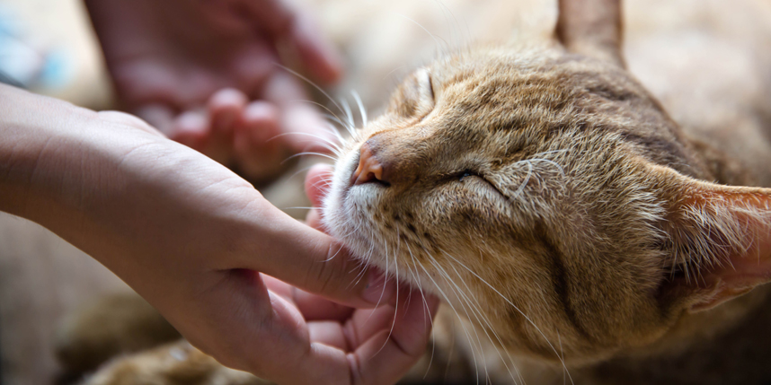 Cat getting chin scratched