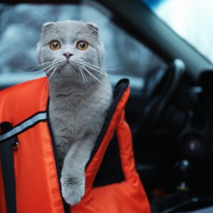 gray cat in orange travel carrier in car