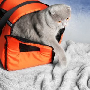 gray cat stepping out of orange travel carrier onto bed