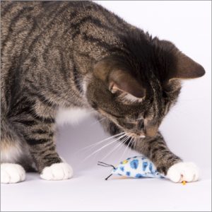 cat playing with toy