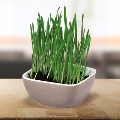 tabletop planter with grass