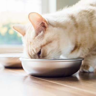 cat drinking from metal bowl