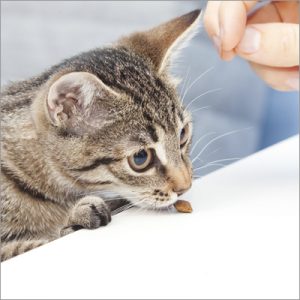 cat eating a treat on a table