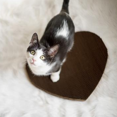 gray and white cat sitting on heart shaped scratcher