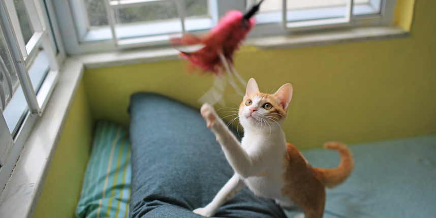 cat pawing at feather toy