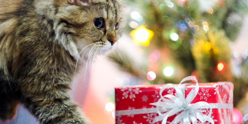 cat with holiday gift
